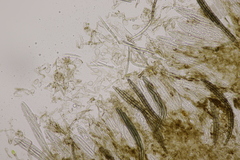 Geoglossum fallax