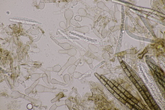 Geoglossum fallax