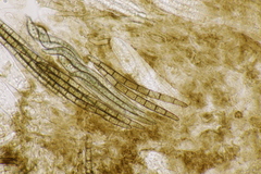 Geoglossum fallax