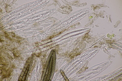 Geoglossum fallax