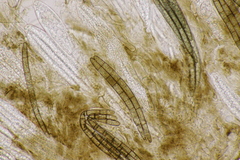 Geoglossum fallax