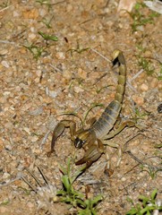 Opistophthalmus setifrons