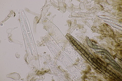 Geoglossum fallax