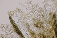 Geoglossum fallax