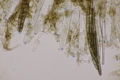 Geoglossum fallax