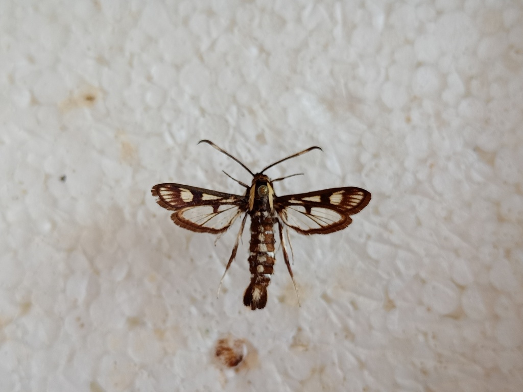 Pyropteron koshantschikovi