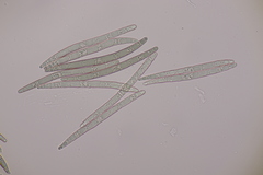 Geoglossum fallax