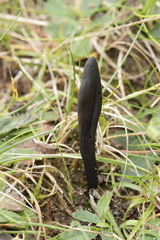 Geoglossum fallax