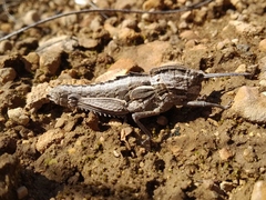 Eumigus cucullatus cucullatus