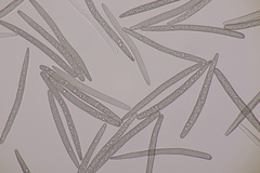 Geoglossum fallax