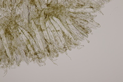 Geoglossum fallax