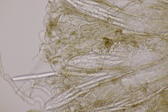 Geoglossum fallax
