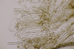 Geoglossum fallax