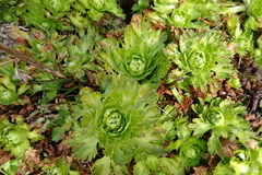 Saxifraga aquatica