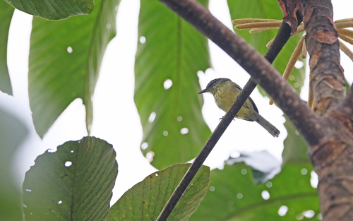 Yellow-breasted Antwren (Herpsilochmus axillaris), photo 6