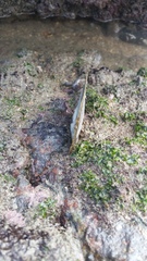Isognomon isognomum