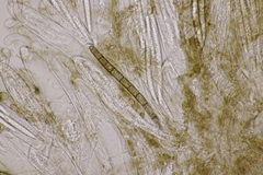 Geoglossum fallax