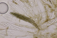 Geoglossum fallax