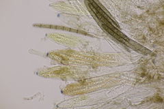 Geoglossum fallax