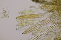 Geoglossum fallax