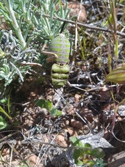 Pycnogaster valentini