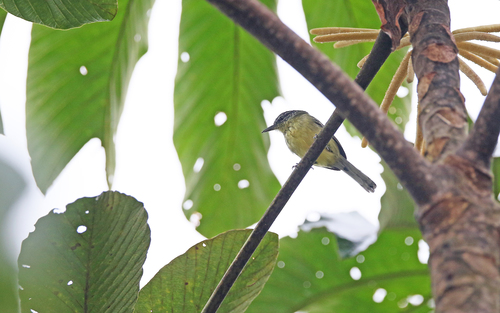 Yellow-breasted Antwren (Herpsilochmus axillaris), photo 7