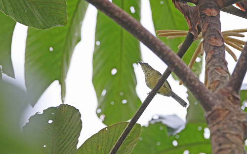 Yellow-breasted Antwren (Herpsilochmus axillaris), photo 8