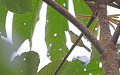 Herpsilochmus axillaris
