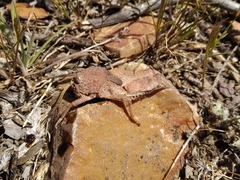 Ocnerodes prosternalis