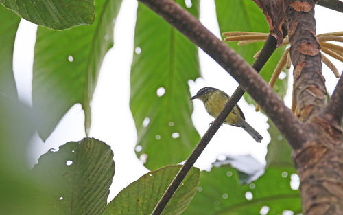 Yellow-breasted Antwren (Herpsilochmus axillaris), photo 9