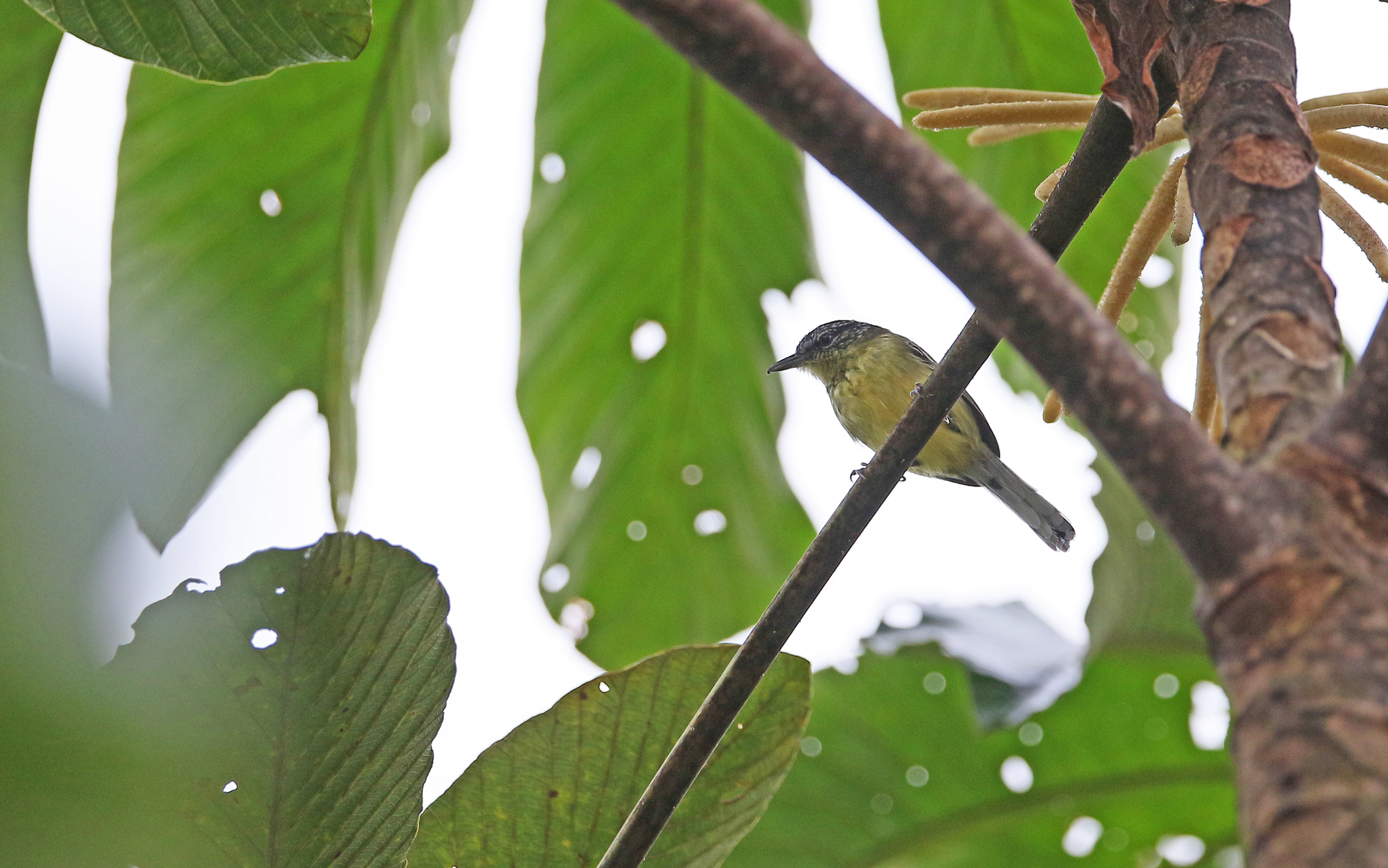 Yellow-breasted Antwren (Herpsilochmus axillaris), photo 10