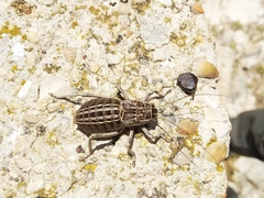 Pycnogaster sanchezgomezi constricta