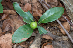 Cordiera