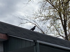 Corvus brachyrhynchos