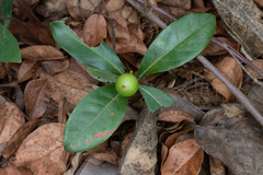 Cordiera