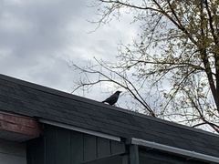 Corvus brachyrhynchos