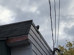 Corvus brachyrhynchos