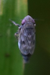 Deltocephalus pulicaris