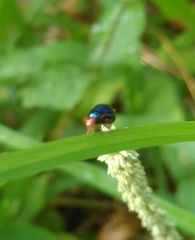 Spaniocelyphus palmi