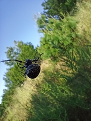 Neoscona orizabensis