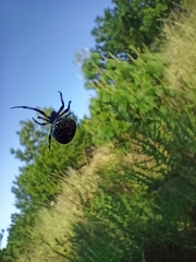 Neoscona orizabensis