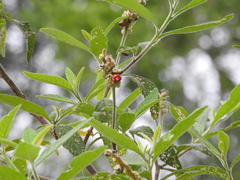Cordia dichotoma