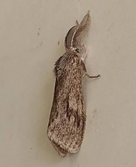 Cryptothelea gloverii