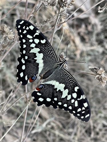 Citrus Swallowtail