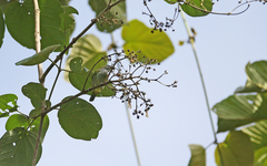 Ixothraupis punctata