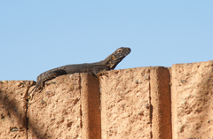 Ctenosaura macrolopha