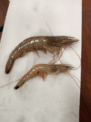 Penaeus aztecus