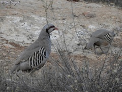 Alectoris chukar