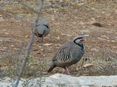 Alectoris chukar