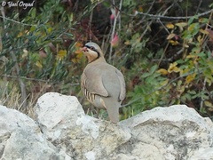 Alectoris chukar